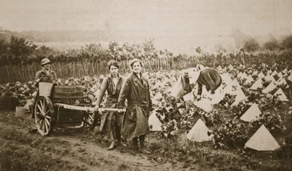 Femmes à la terre : quelques scènes intéressantes à Evesham, de The Illustrated War News, 28 juin 1916